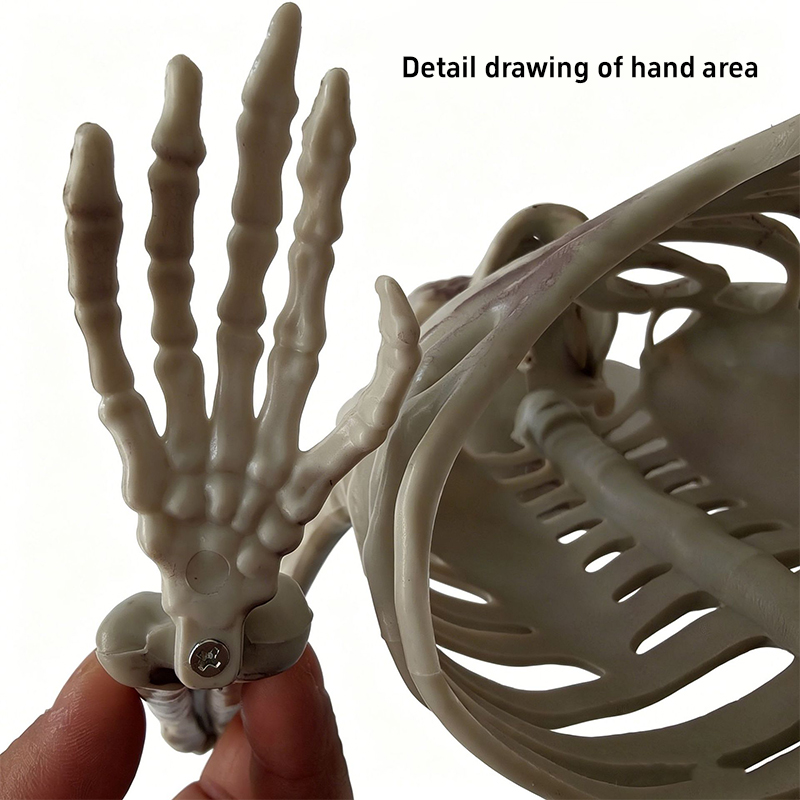 Horror Half Skelet Schedel Orn - Halloween Skeleton Decoration recensie en prijs